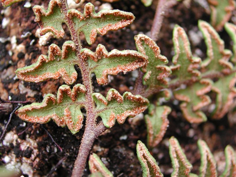 Dennstaedtiaceae Paesia glandulosa